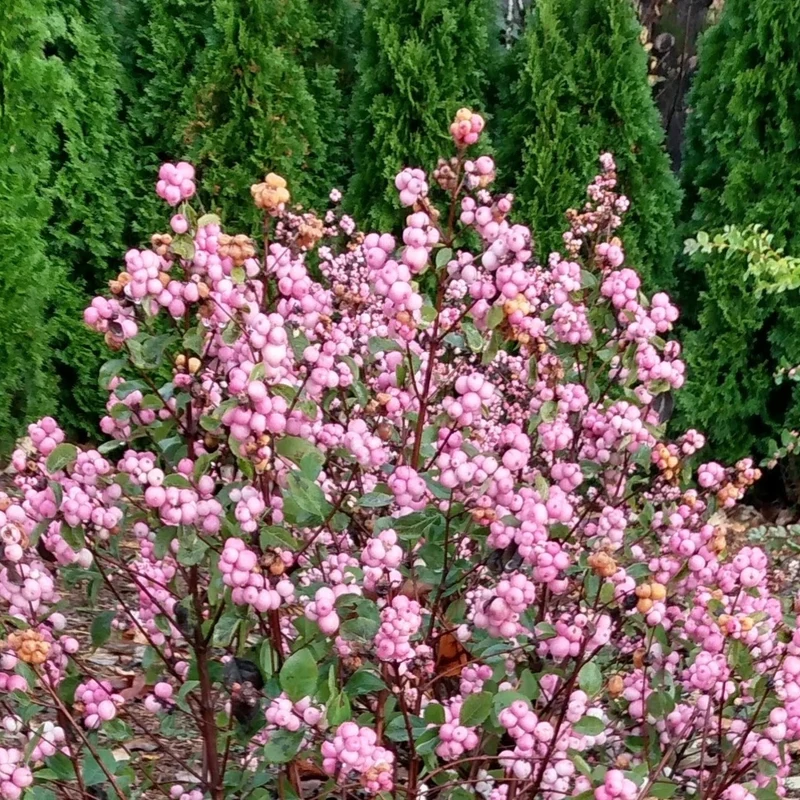 Symphoricarpos doorenbosii 'Pink Posy' – Symphorine 'Pink Posy'