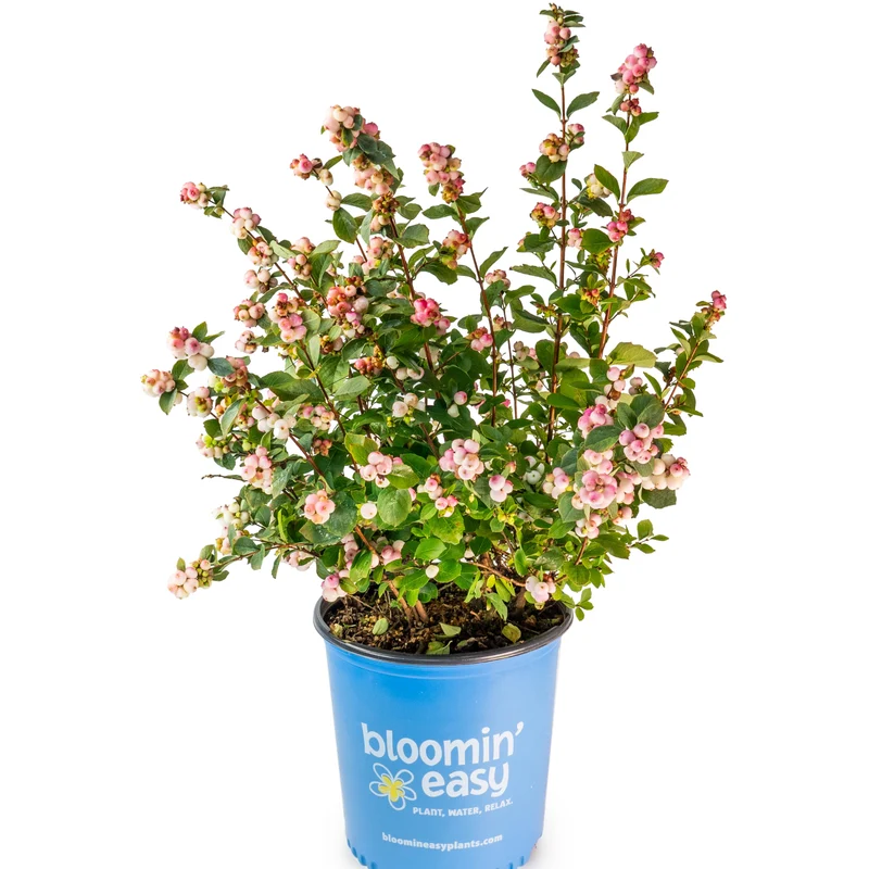 Symphoricarpos doorenbosii 'Pink Posy' – Symphorine 'Pink Posy'
