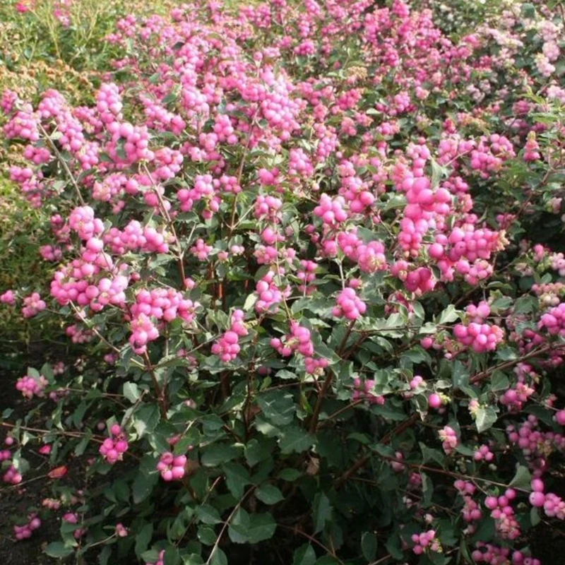 Symphoricarpos doorenbosii 'Pink Posy' – Symphorine 'Pink Posy'
