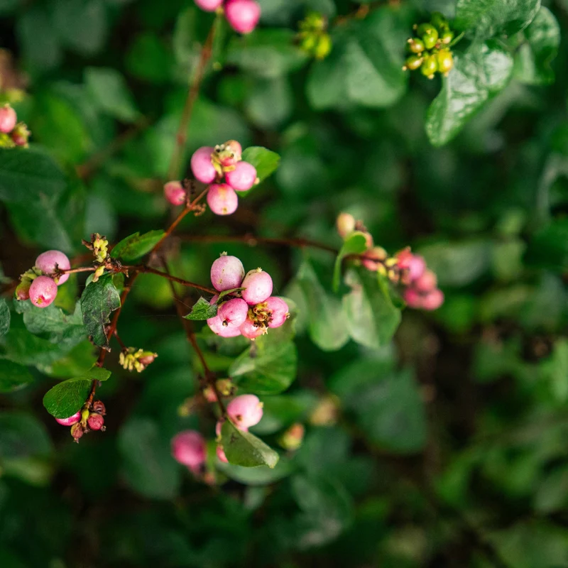 Symphoricarpos doorenbosii 'Pink Posy' – Symphorine 'Pink Posy'