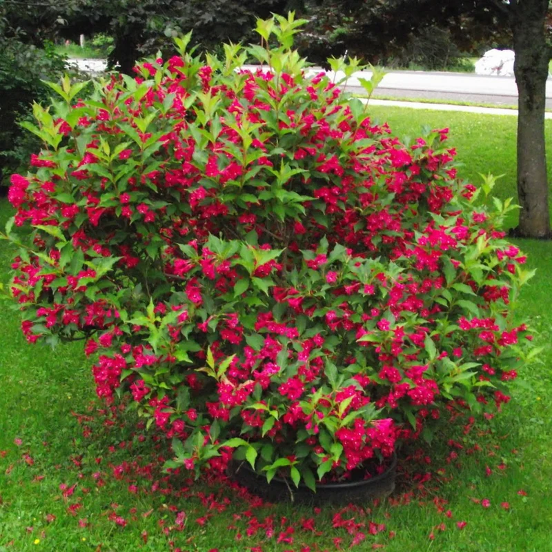 Weigela 'Crimson Kisses'