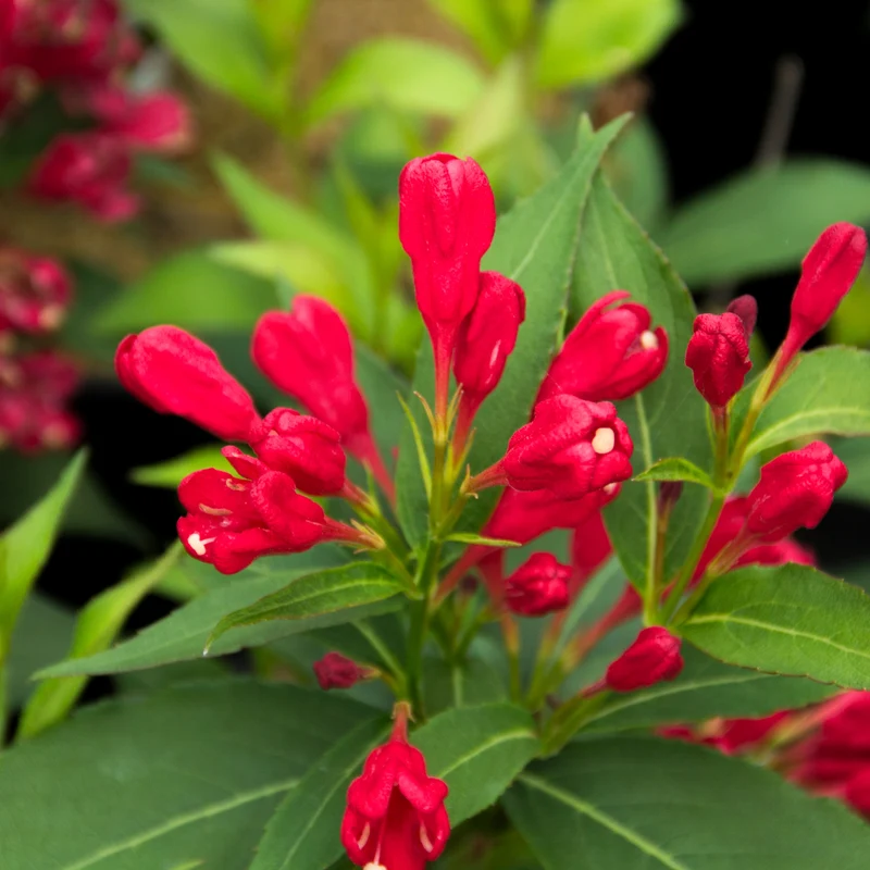 Weigela 'Crimson Kisses'