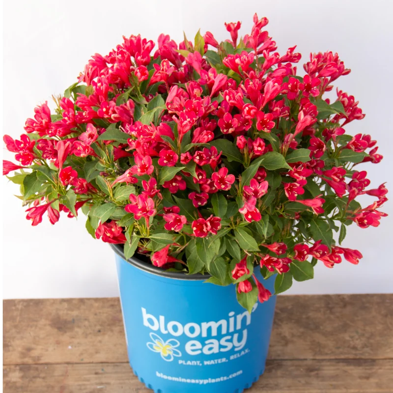 Weigela 'Crimson Kisses'