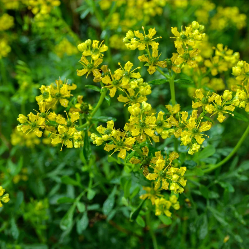Ruta graveolens – Rue Officinale