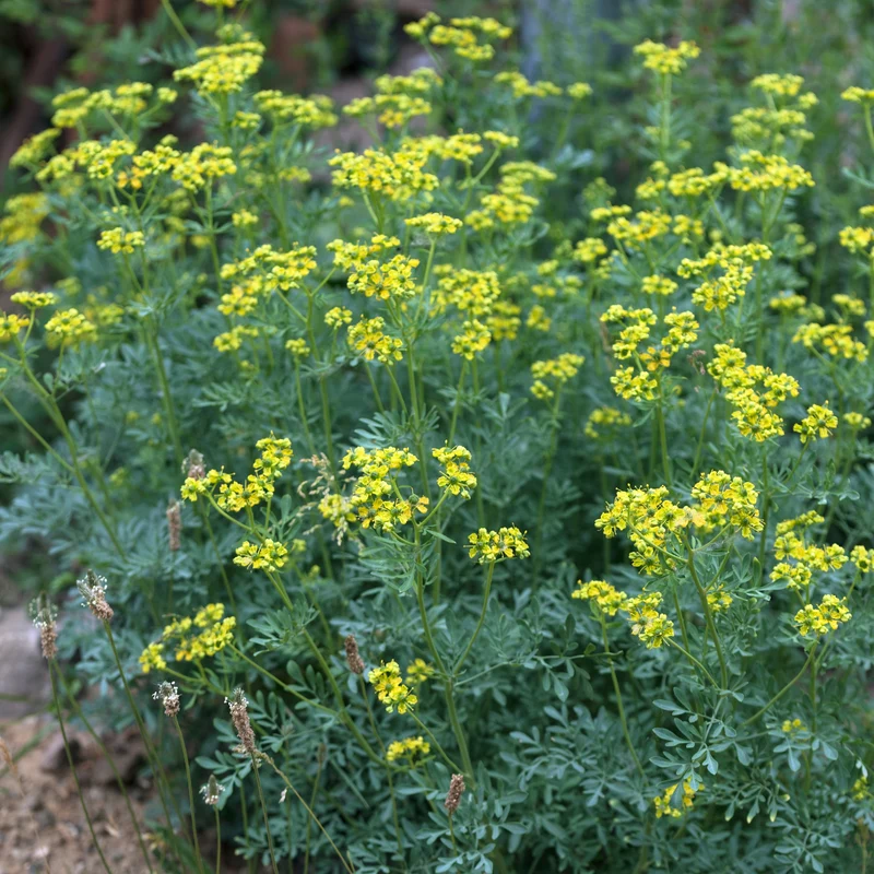 Ruta graveolens – Rue Officinale