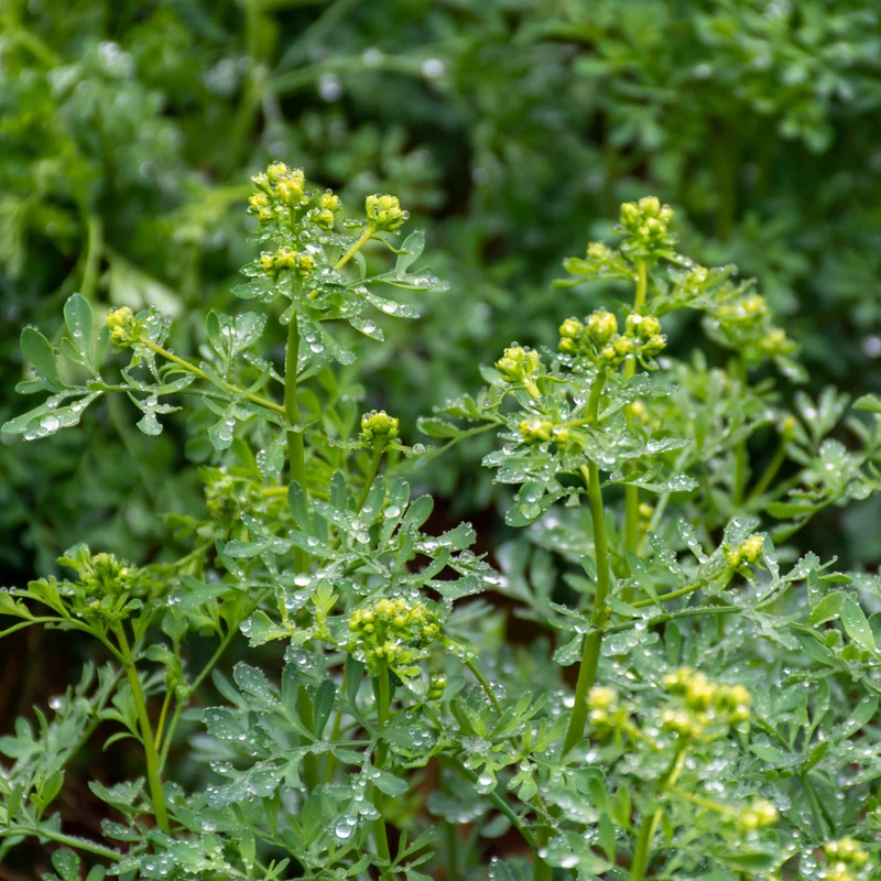 Ruta graveolens – Rue Officinale