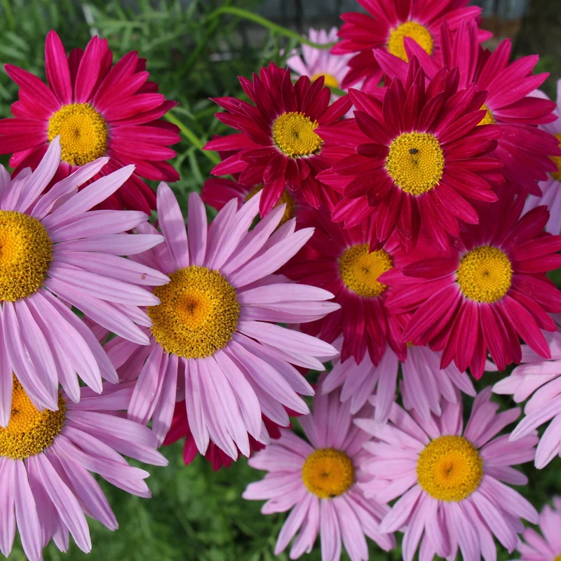 Tanacetum coccineum – Pyrèthre Marguerite