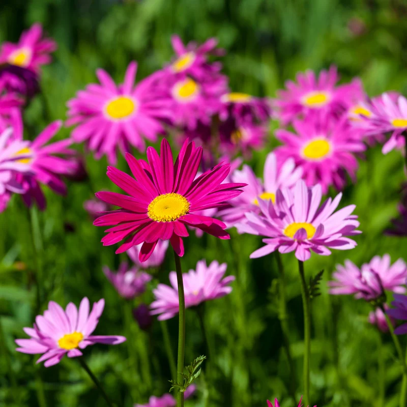 Tanacetum coccineum – Pyrèthre Marguerite