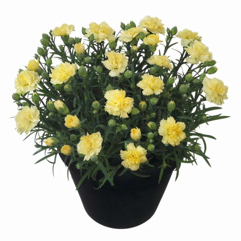 Dianthus Odessa® 'Yellow Bling Bling' - Oeillet des Fleuristes ODESSA® 'Yellow Bling Bling'