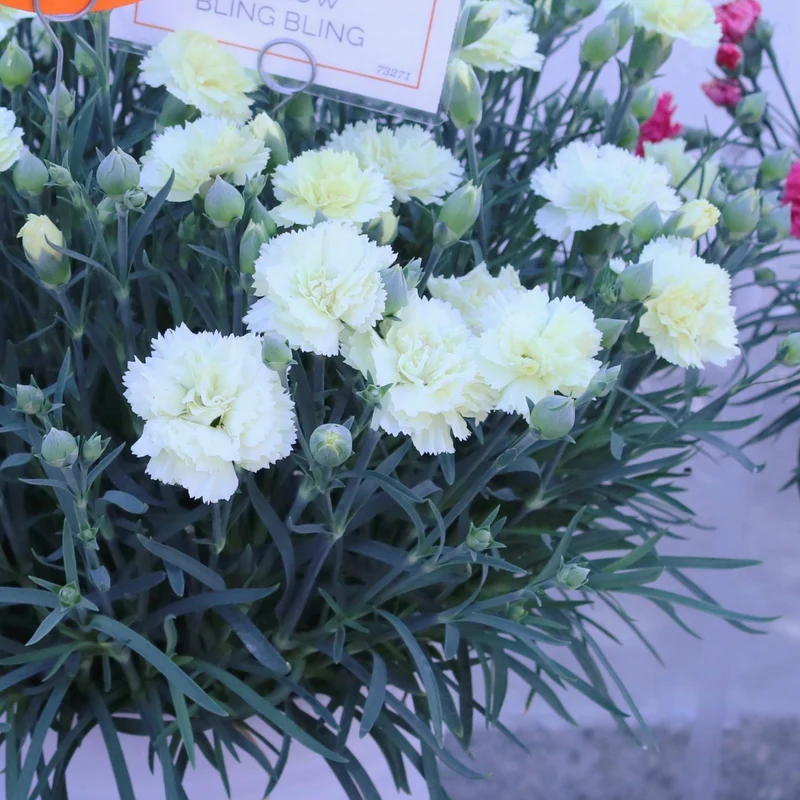 Dianthus Odessa® 'Yellow Bling Bling' - Oeillet des Fleuristes ODESSA® 'Yellow Bling Bling'