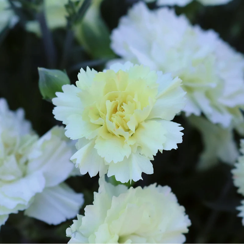 Dianthus Odessa® 'Yellow Bling Bling' - Oeillet des Fleuristes ODESSA® 'Yellow Bling Bling'