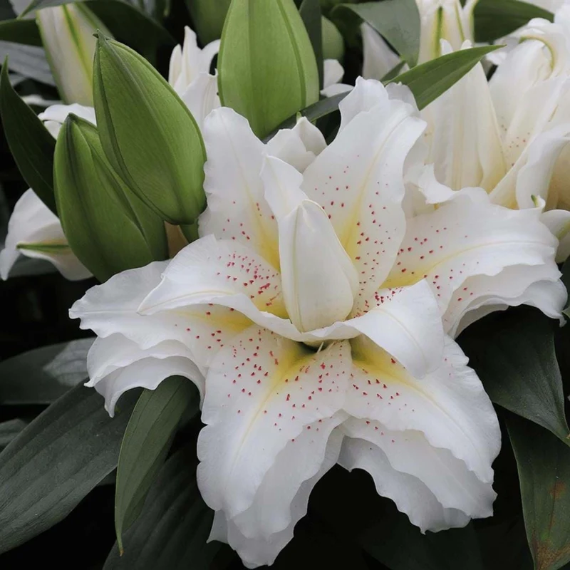 Lilium orientalis ROSELILY® Sita – Lys oriental ROSELILY® Sita