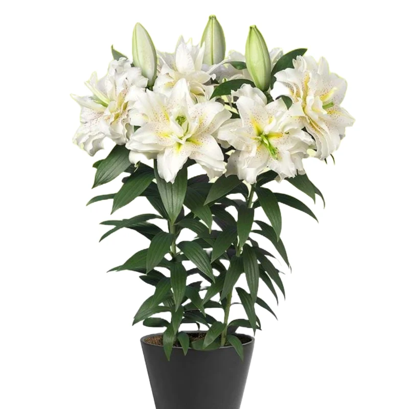 Lilium orientalis ROSELILY® Sita – Lys oriental ROSELILY® Sita