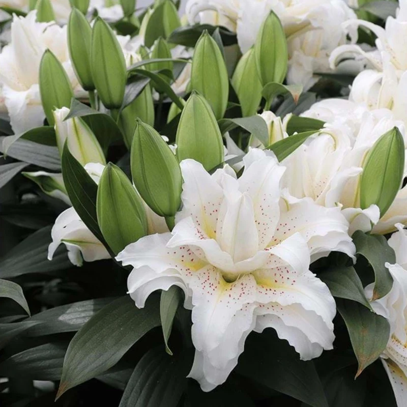 Lilium orientalis ROSELILY® Sita – Lys oriental ROSELILY® Sita