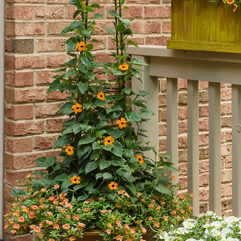 Thunbergia alata Orange A-PEEL® – Thunbergie Ailée Orange A-PEEL®