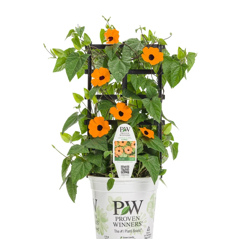 Thunbergia alata Orange A-PEEL® – Thunbergie Ailée Orange A-PEEL®