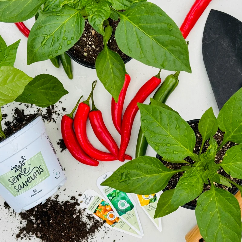 Sélection de plants de légumes Sème-Saveurs