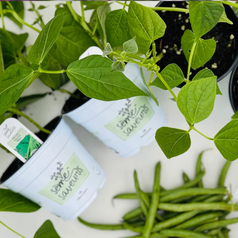 Sélection de plants de légumes Sème-Saveurs