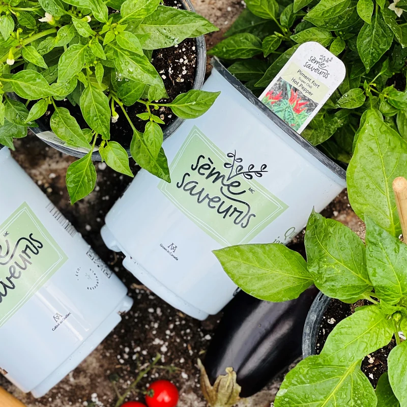 Sélection de plants de légumes Sème-Saveurs