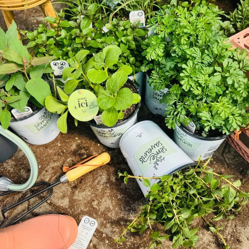Sélection de plantes anti-moustiques