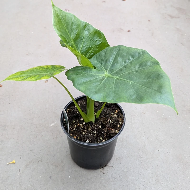 Alocasia 'Calidora' – Oreille d'éléphant 'Calidora'