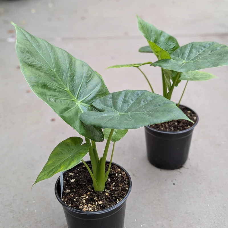 Alocasia 'Calidora' – Oreille d'éléphant 'Calidora'