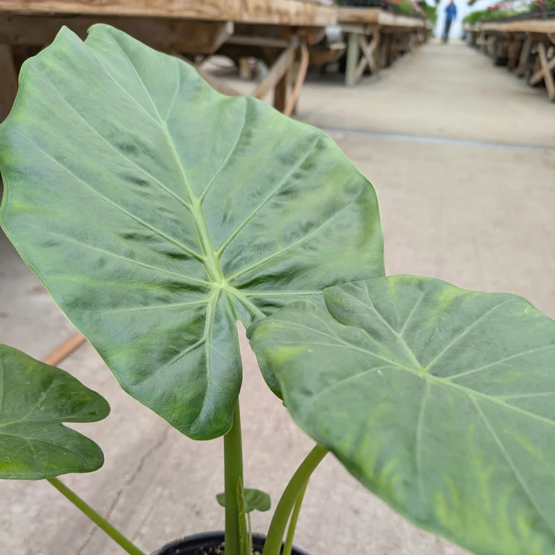 Alocasia 'Calidora' – Oreille d'éléphant 'Calidora'