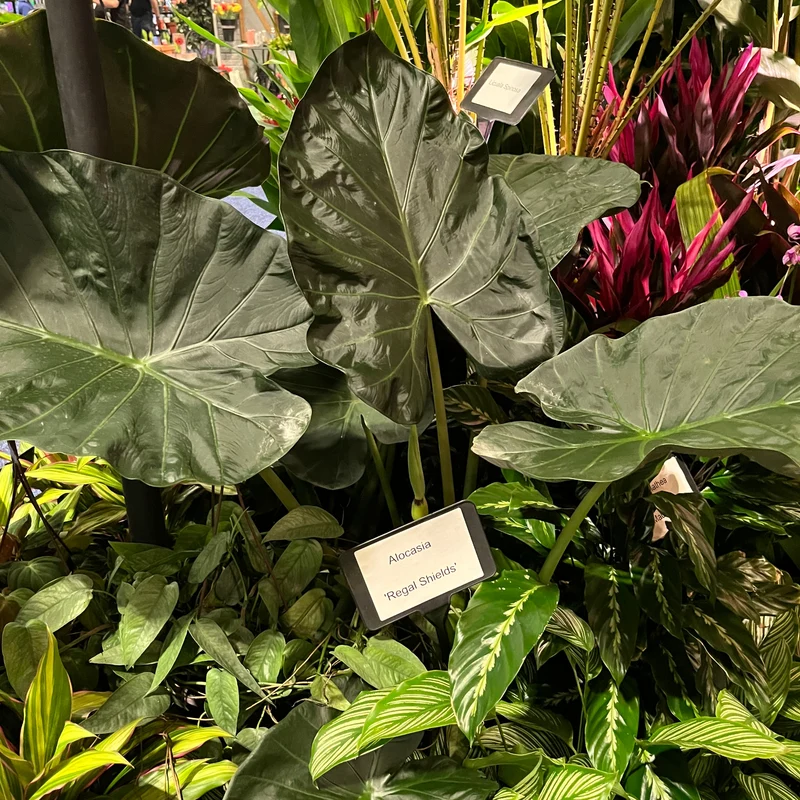 Alocasia 'Regal Shield' – Oreille d'éléphant 'Regal Shield'