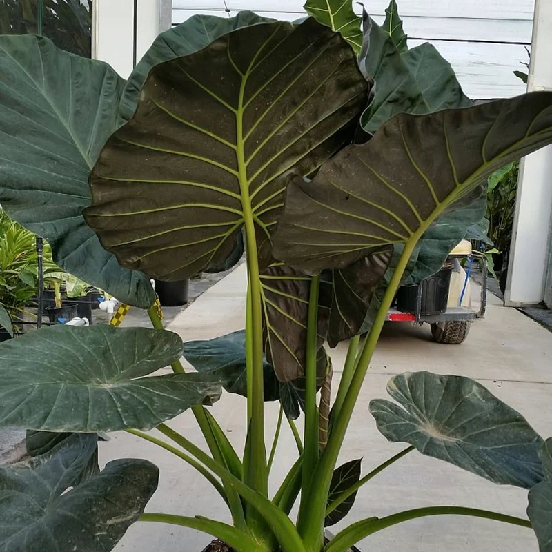 Alocasia 'Regal Shield' – Oreille d'éléphant 'Regal Shield'