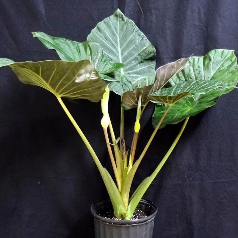 Alocasia 'Regal Shield' – Oreille d'éléphant 'Regal Shield'