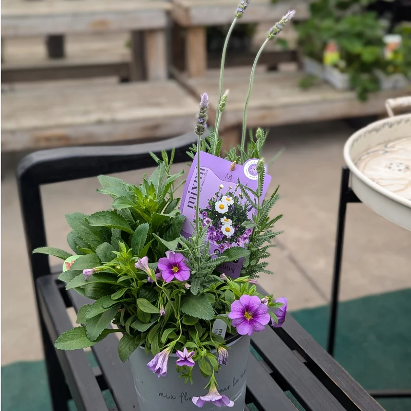 Mixmi : Trios Prêts-à-Planter