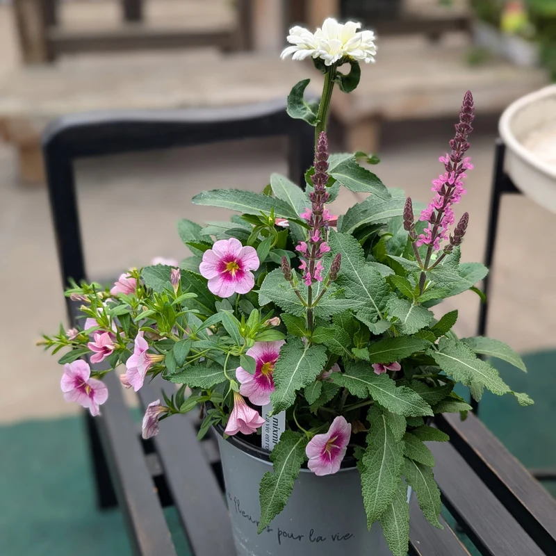 Mixmi : Trios Prêts-à-Planter