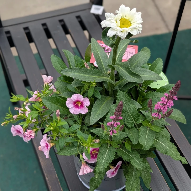 Mixmi : Trios Prêts-à-Planter
