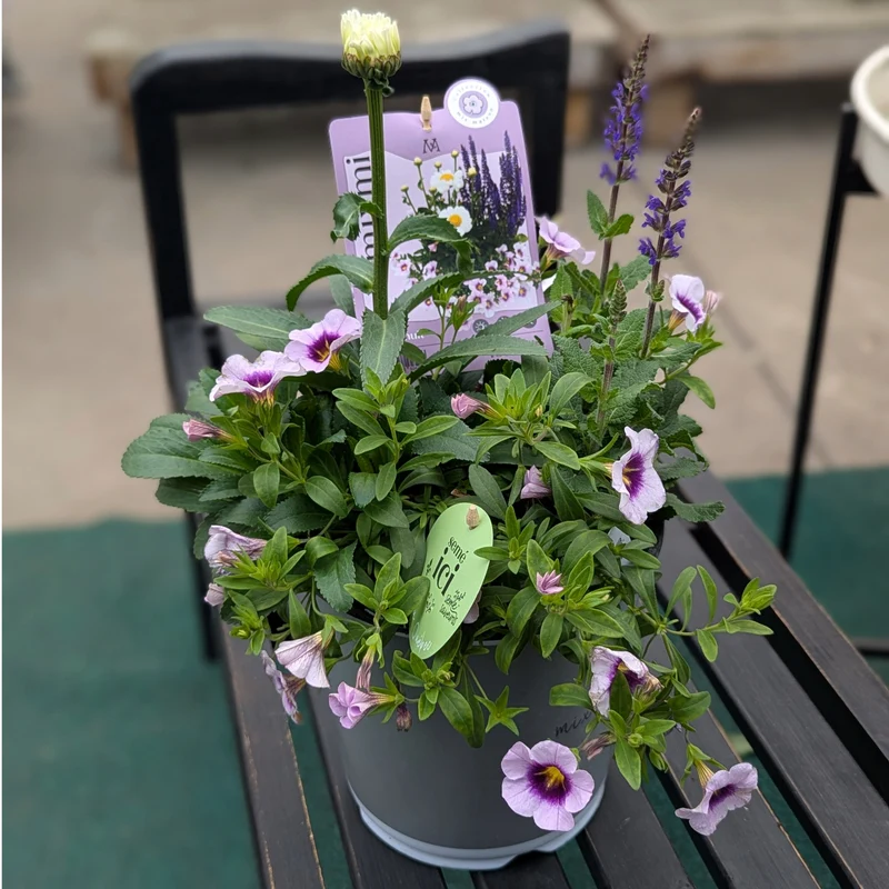 Mixmi : Trios Prêts-à-Planter