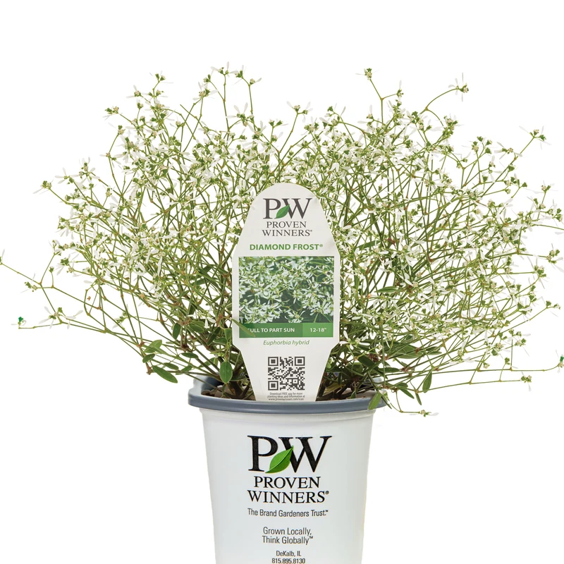 Euphorbia Diamond Frost® - Euphorbe
