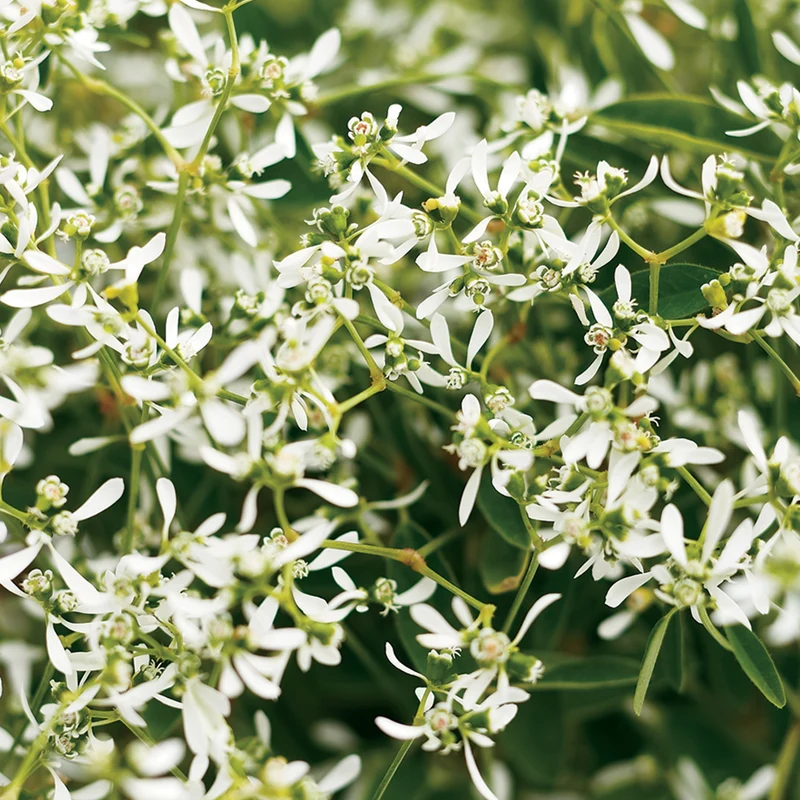 Euphorbia Diamond Frost® - Euphorbe