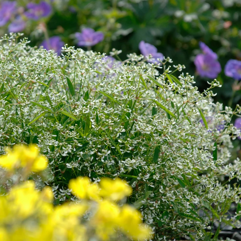 Euphorbia Diamond Frost® - Euphorbe