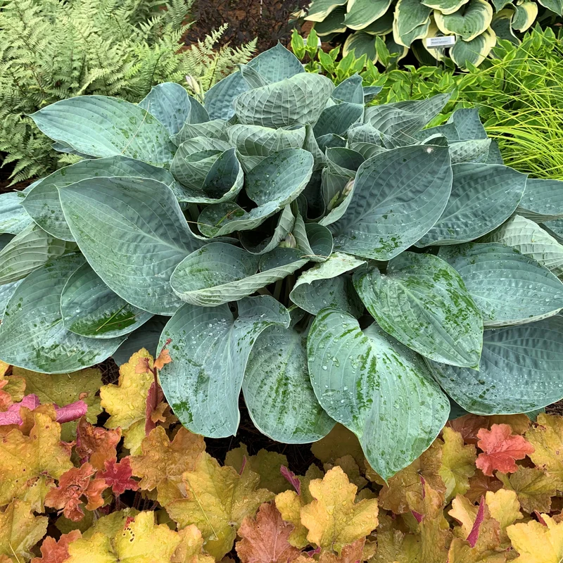 Hosta Shadowland® 'Above the Clouds'