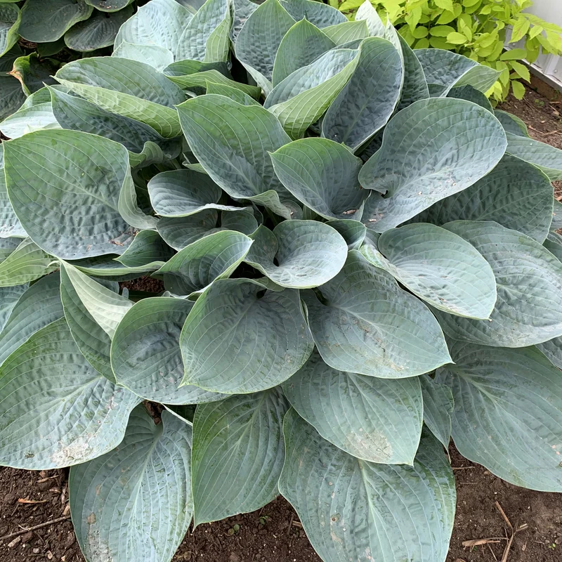 Hosta Shadowland® 'Above the Clouds'