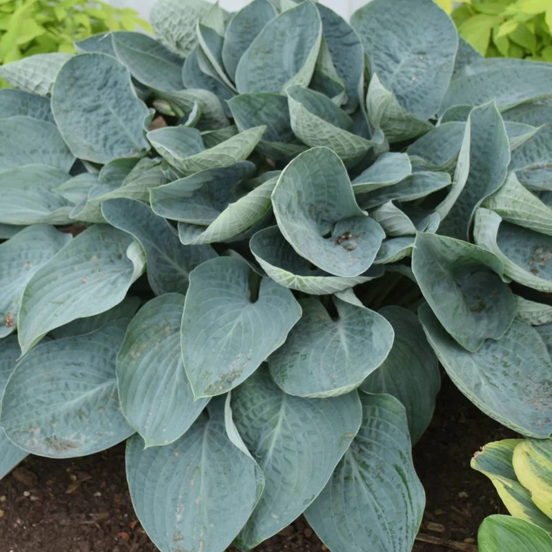 Hosta Shadowland® 'Above the Clouds'