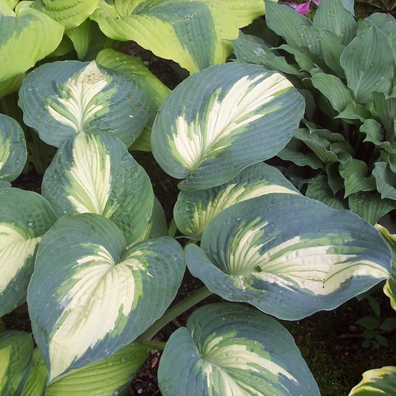 Hosta Shadowland® 'Hudson Bay'