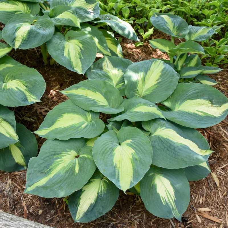 Hosta Shadowland® 'Hudson Bay'