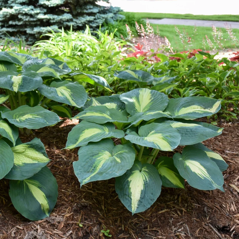 Hosta Shadowland® 'Hudson Bay'