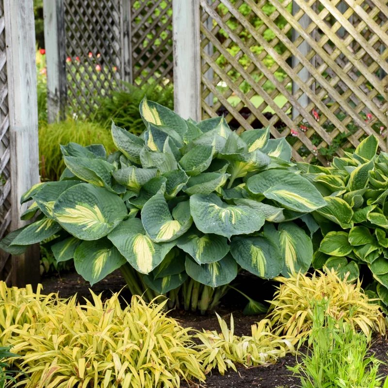 Hosta Shadowland® 'Hudson Bay'