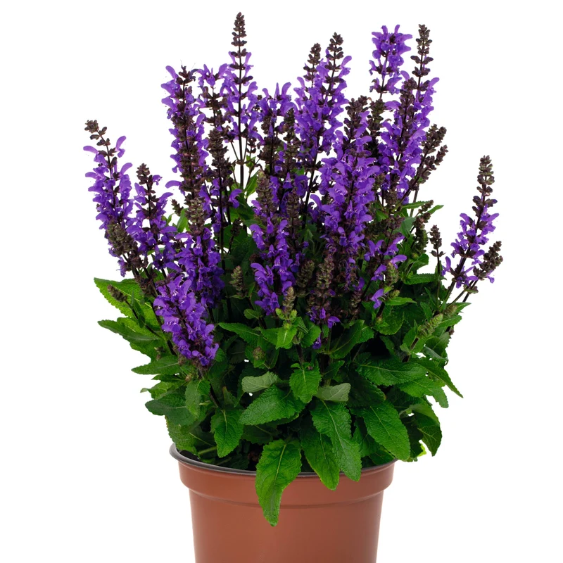 Salvia 'Noble Knight' – Sauge 'Noble Knight'