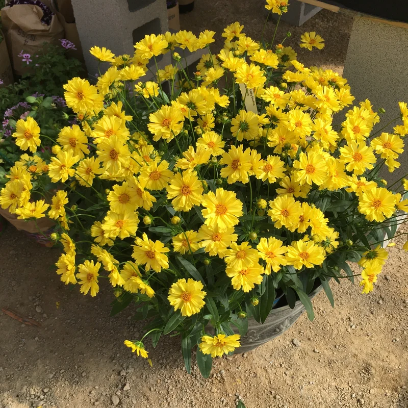 Coreopsis Leading Lady™ Sophia – Coréopsis