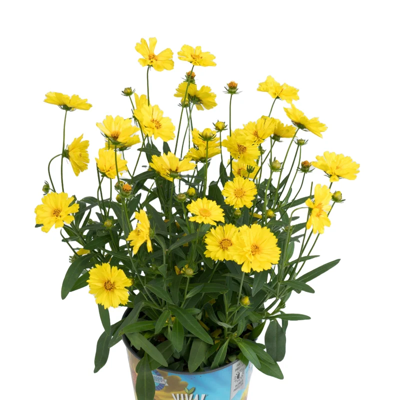 Coreopsis Leading Lady™ Sophia – Coréopsis
