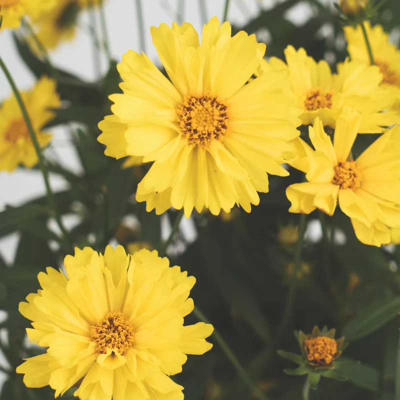 Coreopsis Leading Lady™ Sophia – Coréopsis