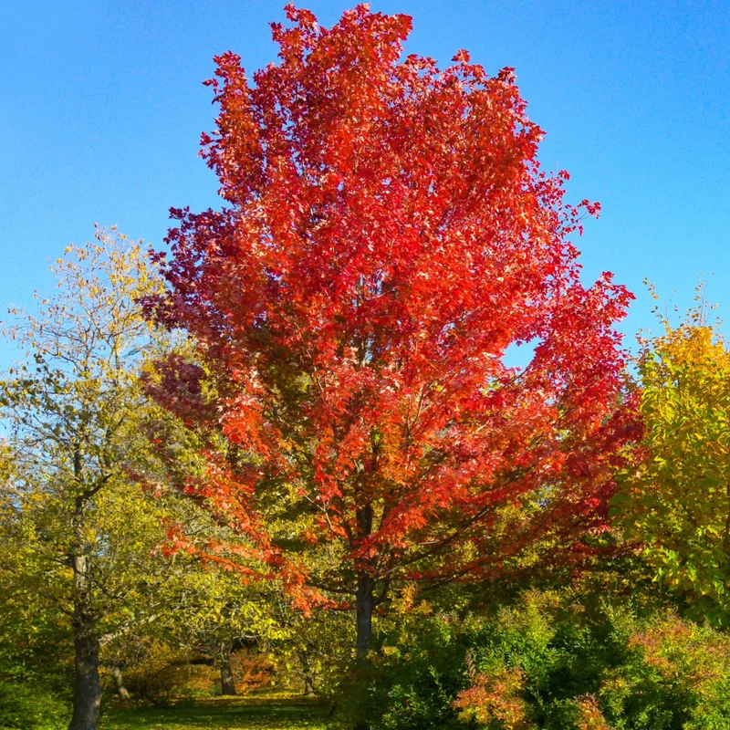 Acer x freemanii ''Autumn Blaze'® – Érable de Freeman 'Autumn Blaze'®