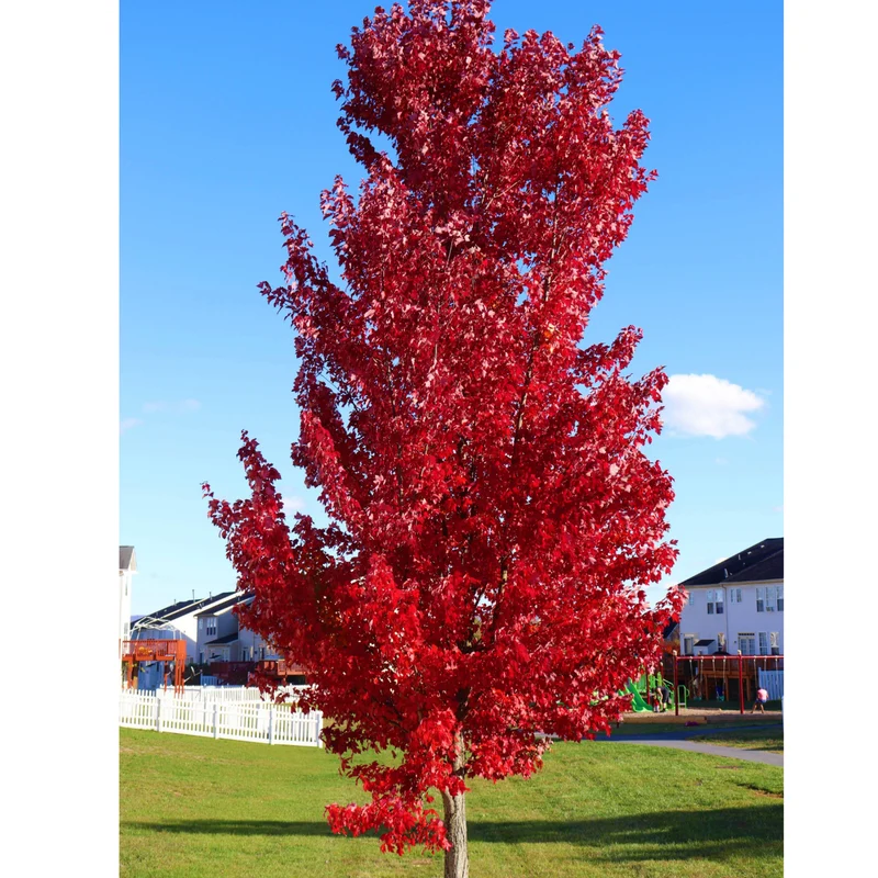 Acer x freemanii ''Autumn Blaze'® – Érable de Freeman 'Autumn Blaze'®